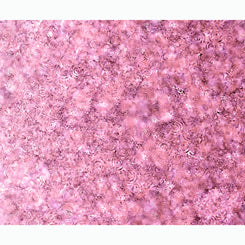 Effervescence Rose