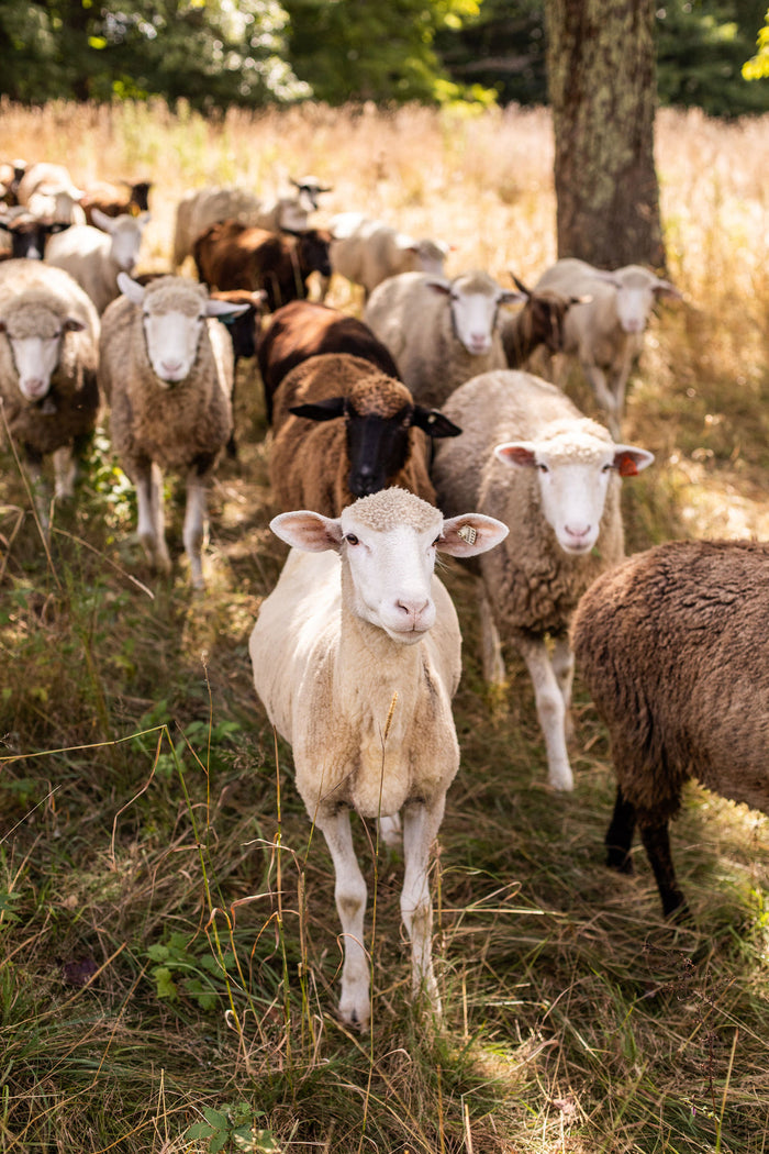 Harrisville Shear: Merino-Dorset DK