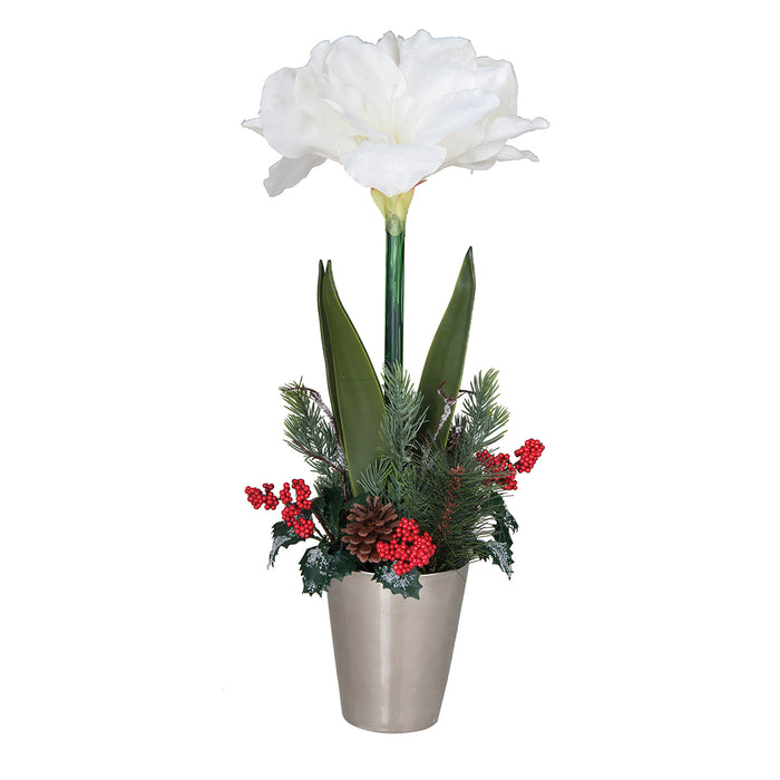 A Holiday Amaryllis in Pot.